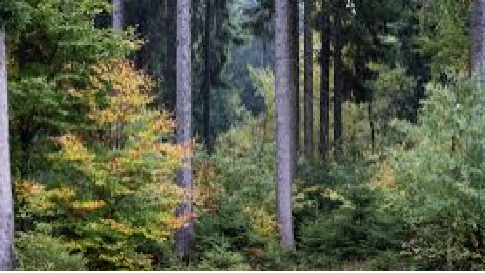 Terrain constructible de 350m2 à Saint-Hilaire-la-Forêt