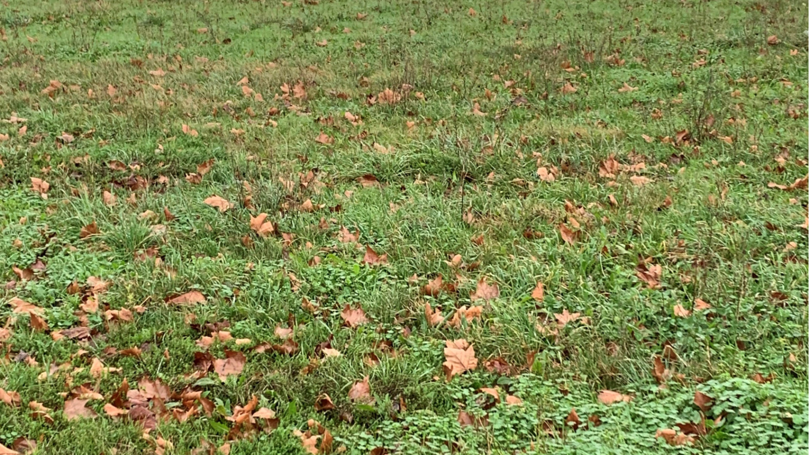Terrain constructible de 600m2 à Falleron