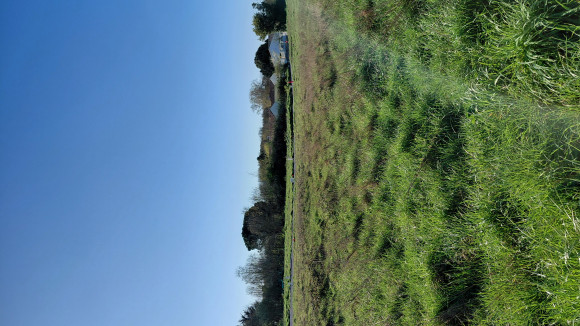 St Hilaire la forêt.jpg