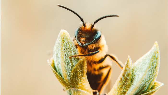 Des maisons et des jardins durables